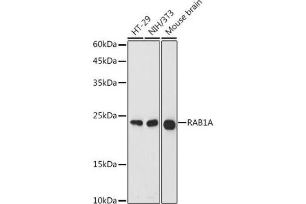 RAB1A antibody  (AA 1-205)