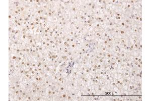 Immunoperoxidase of monoclonal antibody to TPRX1 on formalin-fixed paraffin-embedded human liver. (TPRX1 antibody  (AA 313-411))