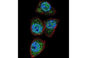 Confocal immunofluorescent analysis of Aurora-A Antibody (C-term) (ABIN1882163 and ABIN2841166) with Hela cell followed by Alexa Fluor 488-conjugated goat anti-rabbit lgG (green). (Aurora A antibody  (C-Term))