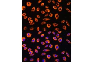 Immunofluorescence analysis of L929 cells using PCDHB4 Rabbit pAb (ABIN7269735) at dilution of 1:100. (PCDHb4 antibody  (AA 28-300))