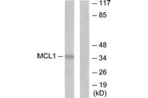 Western Blotting (WB) image for anti-Induced Myeloid Leukemia Cell Differentiation Protein Mcl-1 (MCL1) (AA 91-140) antibody (ABIN2889222) (MCL-1 antibody  (AA 91-140))
