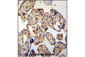 LRRC45 Antibody (C-term) (ABIN655315 and ABIN2844894) immunohistochemistry analysis in formalin fixed and paraffin embedded human placenta tissue followed by peroxidase conjugation of the secondary antibody and DAB staining. (LRRC45 antibody  (C-Term))