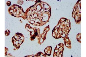 BARHL2 antibody  (AA 161-234)