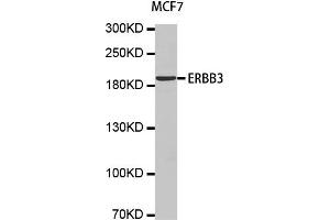 Western Blotting (WB) image for anti-Receptor Tyrosine-Protein Kinase ErbB-3 (ERBB3) antibody (ABIN1876761) (ERBB3 antibody)