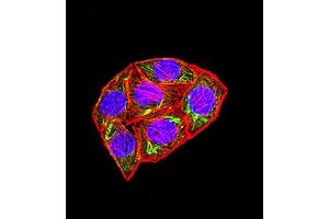 Immunofluorescence analysis of Hela cells using KMT5A mouse mAb (green). (SETD8 antibody  (AA 109-272))
