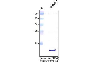 Western Analysis of anti-Human BMP7 antibody. (BMP7 antibody  (AA 316-431))