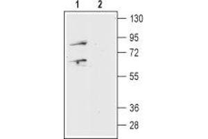 Prokineticin Receptor 1 anticorps  (Extracellular, N-Term)