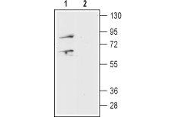 Prokineticin Receptor 1 antibody  (Extracellular, N-Term)