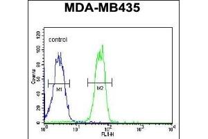BTNL8 Antibody (Center) (ABIN651202 and ABIN2840129) flow cytometric analysis of MDA-M cells (right histogram) compared to a negative control cell (left histogram). (BTNL8 antibody  (AA 257-285))
