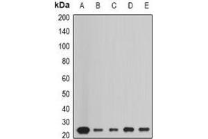 Western blot analysis of Peroxiredoxin 1 expression in HepG2 (A), Hela (B), A549 (C), mouse liver (D), mouse heart (E) whole cell lysates.