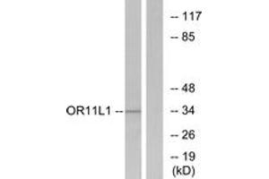 Western blot analysis of extracts from LOVO cells, using OR11L1 Antibody. (OR11L1 antibody  (AA 201-250))