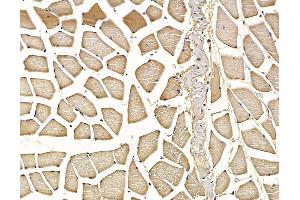 ABIN7097138 and ABIN7101206 at 1/100 staining rat muscle tissue by IHC-P.