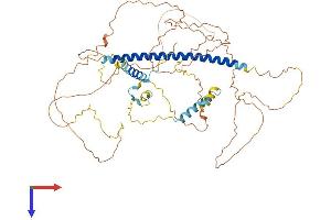 Shugoshin Protein (AA 1-561) (His tag)