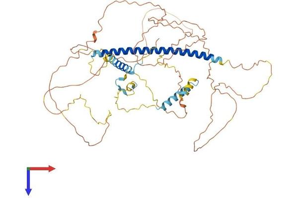 Shugoshin Protein (AA 1-561) (His tag)