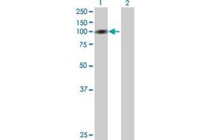 Western Blot analysis of C1orf25 expression in transfected 293T cell line by C1orf25 MaxPab polyclonal antibody. (TRMT1L antibody  (AA 1-733))