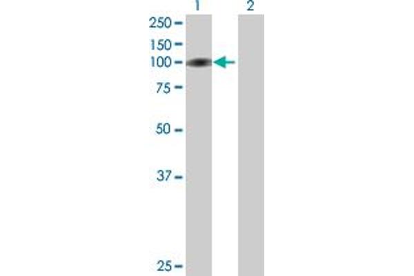 TRMT1L antibody  (AA 1-733)