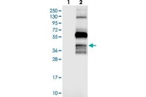 Western blot analysis of Lane 1: Negative control (vector only transfected HEK293T lysate), Lane 2: Over-expression Lysate (Co-expressed with a C-terminal myc-DDK tag (~3. (OPAL1 antibody)