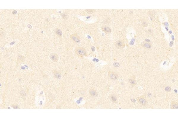 PCDHB15 antibody  (AA 35-347)