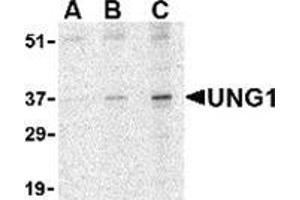 Western blot analysis of UNG1 in C2C12 cell lysate with this product at (A) 0. (UNG antibody  (N-Term))