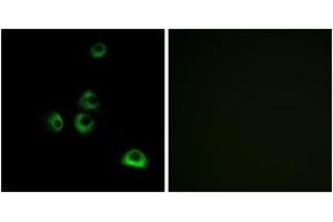 Immunofluorescence analysis of MCF7 cells, using OR2M7 Antibody. (OR2M7 antibody  (AA 241-290))