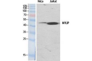 Western Blot (WB) analysis of specific cells using MYLIP Polyclonal Antibody. (MYLIP antibody  (Internal Region))