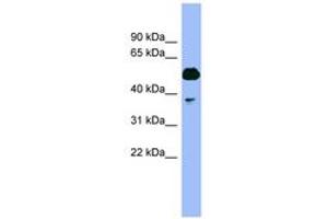 Image no. 1 for anti-Proteasome (Prosome, Macropain) 26S Subunit, ATPase, 4 (PSMC4) (N-Term) antibody (ABIN6741894) (PSMC4 antibody  (N-Term))