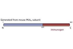 Image no. 3 for anti-CAMP-Dependent Protein Kinase R1 (PKA-R1) (AA 225-381) antibody (ABIN967791) (CAMP-Dependent Protein Kinase R1 (PKA-R1) (AA 225-381) antibody)