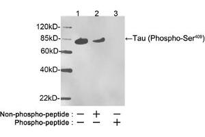 Western blot analysis of phosphorylated recombinant human Tau protein, stimulated by GSK3beta, using Rabbit Anti-Tau (Phospho-Ser409) Polyclonal Antibody (ABIN398574) Lane 1: Rabbit Anti-Tau (Phospho-Ser409) Polyclonal Antibody Lane 2: Rabbit Anti-Tau (Phospho-Ser409) Polyclonal Antibody pre-incubated with nonphoshpo-peptideLane 3: Rabbit Anti-Tau (Phospho-Ser409) Polyclonal Antibody pre-incubated with phoshpo-peptideSecondary Antibody: Goat Anti-Rabbit IgG (H&L) [HRP] (ABIN398323) The signal was developed with LumiSensorTM HRP Substrate Kit (ABIN769939) (tau antibody  (pSer409))