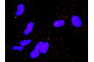 Proximity Ligation Analysis of protein-protein interactions between CCND3 and AREG. (Cyclin D3 antibody  (AA 1-292))