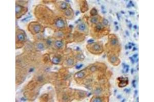 IHC-P analysis of Liver tissue, with DAB staining. (Emilin1 antibody  (AA 803-1016))