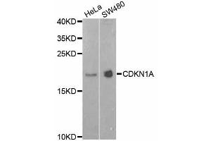 Western blot analysis of extracts of various cell lines, using CDKN1A antibody (ABIN5995726) at 1/1000 dilution. (p21 antibody)