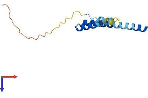 IFITM1 Protein (AA 1-106) (His tag)