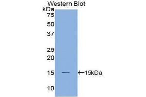 Western Blotting (WB) image for anti-Cystatin B (Stefin B) (CSTB) (AA 1-98) antibody (ABIN1077970) (CSTB antibody  (AA 1-98))
