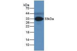 Western blot analysis of Human Serum. (FCN3 antibody  (AA 34-297))