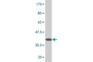 Western Blot detection against Immunogen (33. (Claudin 16 antibody  (AA 1-73))
