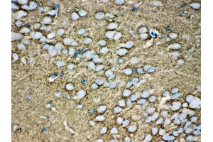 Anti- Munc18-1 Picoband antibody, IHC(P) IHC(P): Mouse Brain Tissue (STXBP1 antibody  (N-Term))