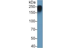 Detection of MYH4 in Porcine Skeletal muscle lysate using Monoclonal Antibody to Myosin Heavy Chain 4, Skeletal Muscle (MYH4) (MYH4 antibody  (AA 1633-1875))