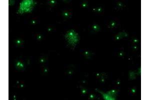 Anti-PGAM2 mouse monoclonal antibody (ABIN2454928) immunofluorescent staining of COS7 cells transiently transfected by pCMV6-ENTRY PGAM2 (RC200701). (PGAM2 antibody)