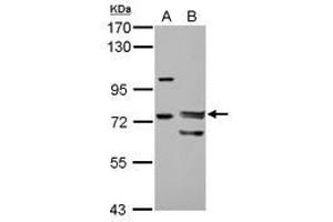 Image no. 1 for anti-Forkhead Box P4 (FOXP4) (AA 1-275) antibody (ABIN1498307) (FOXP4 antibody  (AA 1-275))