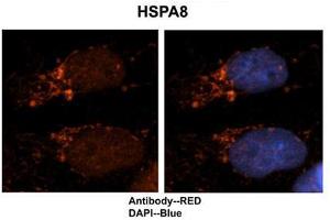 Researcher: Dr. (Hsc70 antibody  (N-Term))