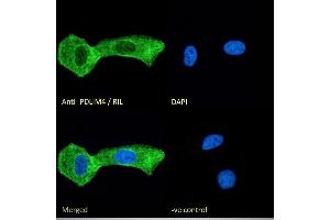 (ABIN185168) Immunofluorescence analysis of paraformaldehyde fixed U2OS cells, permeabilized with 0. (PDLIM4 antibody  (C-Term))