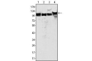 Western Blot showing MSH2 antibody used against Hela (1), A549 (2), A431 (3) and HEK293 (4) cell lysate. (MSH2 antibody)