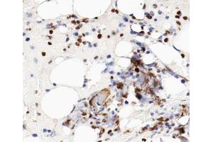 ABIN6266587 at 1/100 staining human bone tissue sections by IHC-P. (MCM5 antibody  (N-Term))