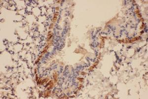 Anti-Collagen IV antibody, IHC(P) IHC(P): Mouse Lung Tissue (COL4a2 antibody  (C-Term))