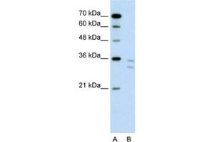 Western Blotting (WB) image for anti-CD8b Molecule (CD8B) antibody (ABIN2462546) (CD8B antibody)
