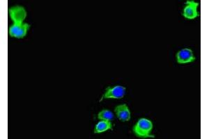 Immunofluorescent analysis of Hela cells using ABIN7150193 at dilution of 1:100 and Alexa Fluor 488-congugated AffiniPure Goat Anti-Rabbit IgG(H+L) (LIG3 antibody  (AA 809-928))