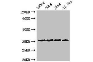 Western Blot Positive WB detected in Recombinant protein All lanes: ANXA13 antibody at 3 μg/mL Secondary Goat polyclonal to rabbit IgG at 1/50000 dilution predicted band size: 36 kDa observed band size: 36 kDa (Annexin A13 antibody  (AA 2-316))
