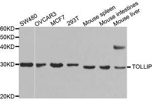 Western blot analysis of extracts of various cell lines, using TOLLIP antibody (ABIN5971228) at 1/1000 dilution.