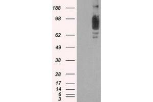 Western Blotting (WB) image for anti-SCY1-Like 3 (SCYL3) antibody (ABIN1500836) (SCYL3 antibody)