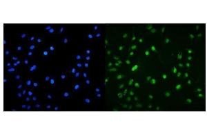 IF analysis of MNT using anti-MNT antibody (ABIN7601555). (MNT antibody  (AA 381-564))